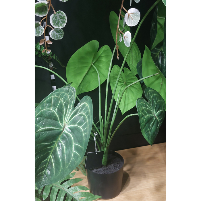 Anthurium Clarinervium Plant Green 63cm Pack of 2