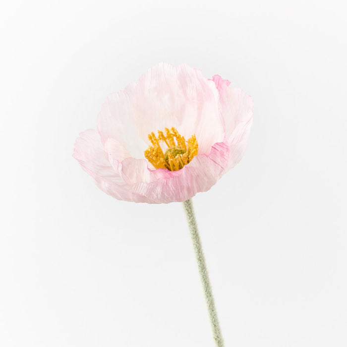 Poppy Iceland Light Pink 58cm Set of 24