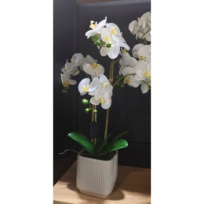 Orchid Phalaenopsis in Silo Pot 53cm Set of 2