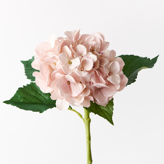 Hydrangea Water Stem Soft Pink 50cm Set of 12