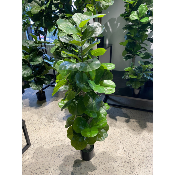 Fiddle Leaf Tree Green 150cm