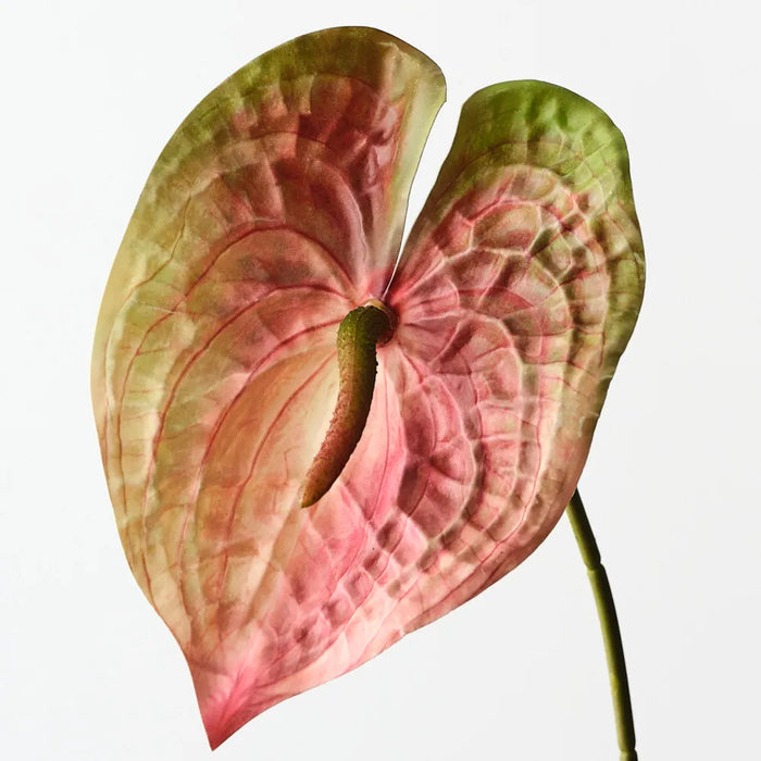 Anthurium Spray 47cm Rust Green - Pack of 12