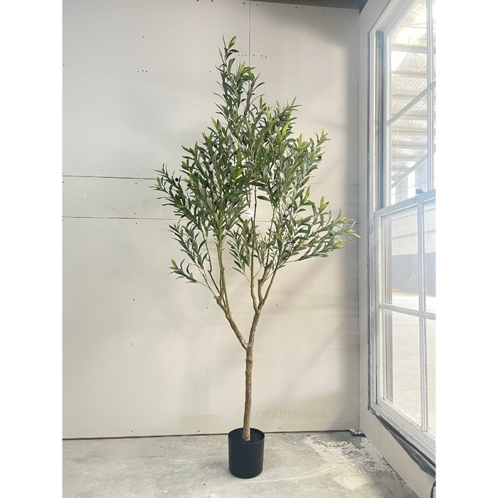 Olive Tree - 213cm