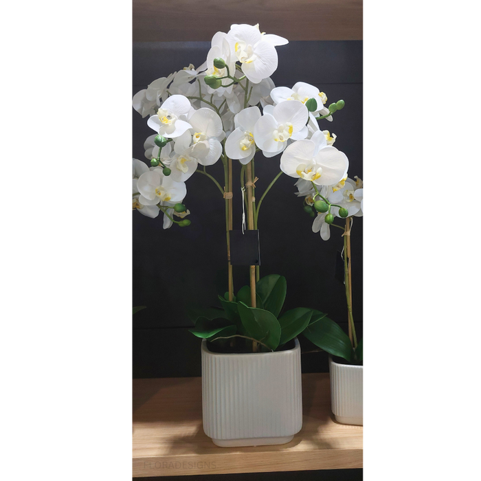 Orchid Phalaenopsis in Silo Pot 63cm