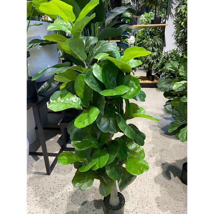 Fiddle Leaf Tree Green 150cm
