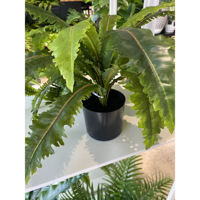 Fern Asplenium Plant Green 42cm Pack of 2