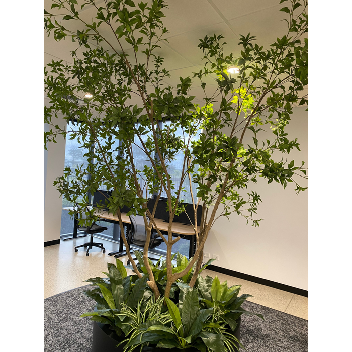 Japanese Andromeda Tree 290cm Green