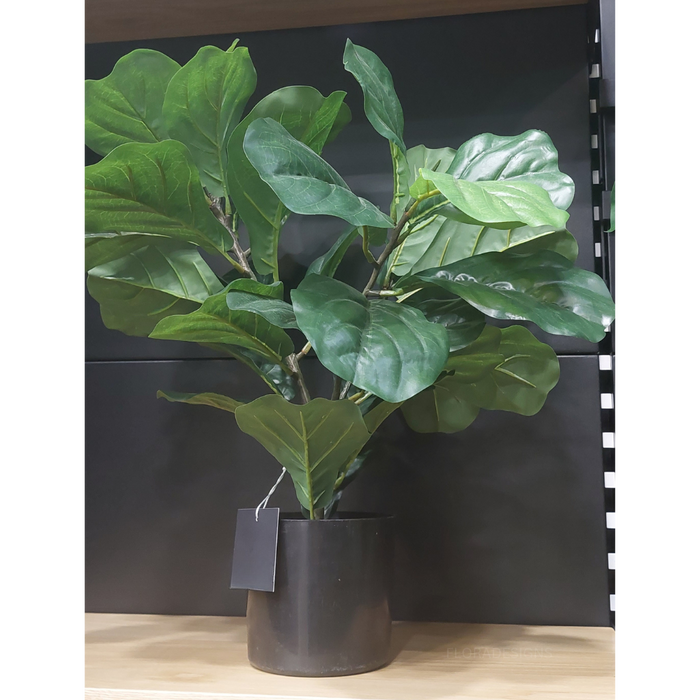 Fiddle Leaf Plant Green 53cm Pack of 2