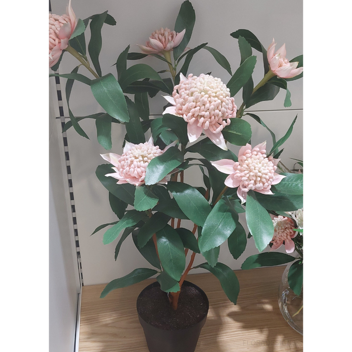 Waratah Plant Pink 86cm