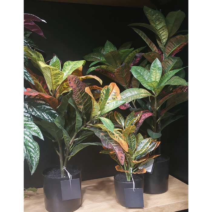 Croton in Pot Green Red 26cm Pack of 6