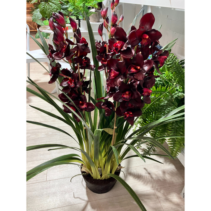 Cymbidium Plant Burgundy in Giant Paper Pot 110cm