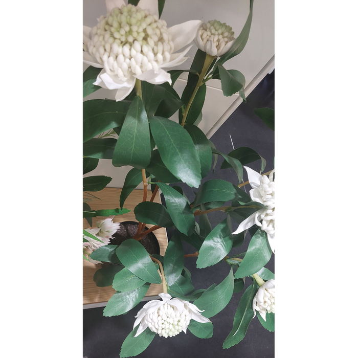 Waratah Plant White 86cm