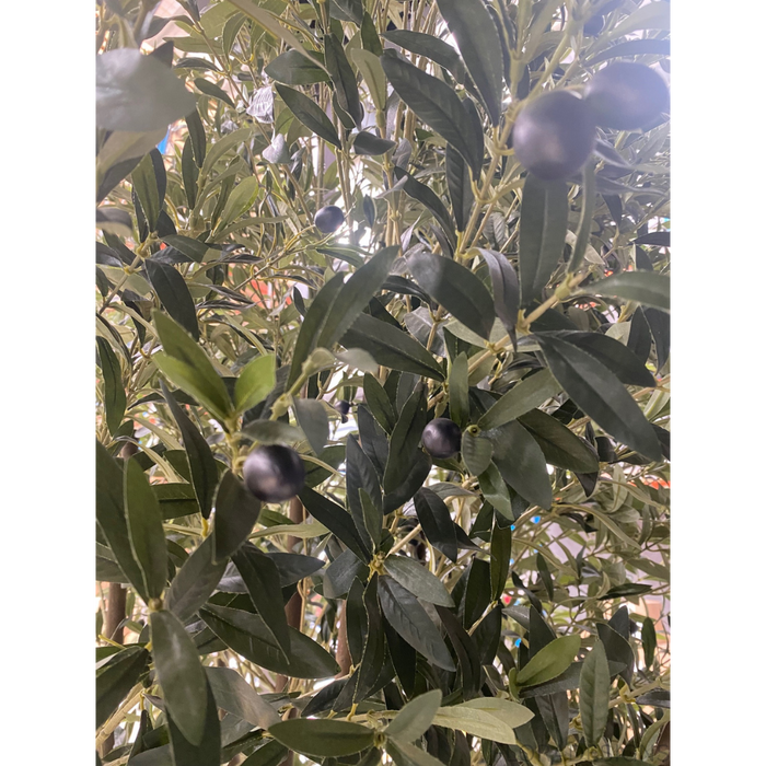 Olive Tree Green 300cm H
