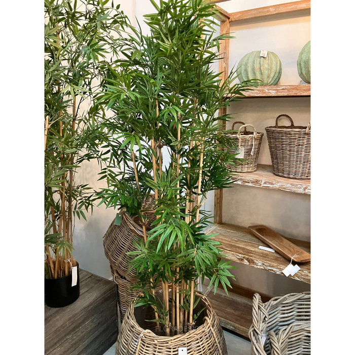Japanese Bamboo Tree 160cm