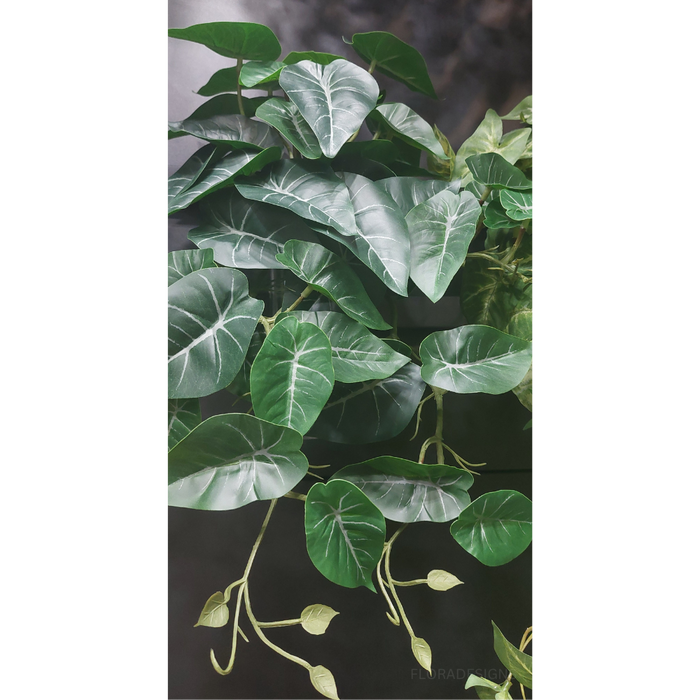 Syngonium Hanging Bush Green 45cm Set of  6