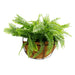 Artificial Hanging Fern Basket 30cmx40cm - FLORA DESIGNS