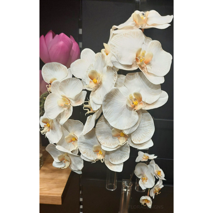 Orchid Phalaenopsis Infused Stem 96cm Dove White Pack of 12