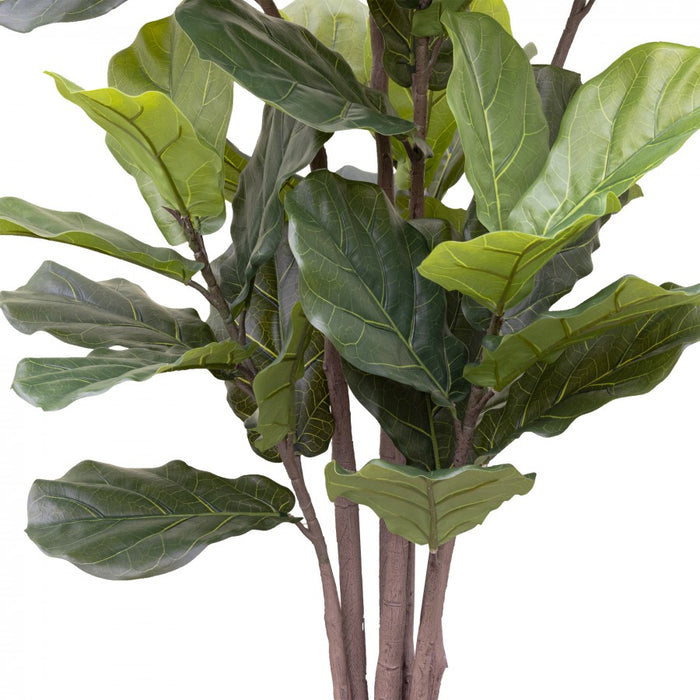 Giant Fiddle Leaf Plant 182cm