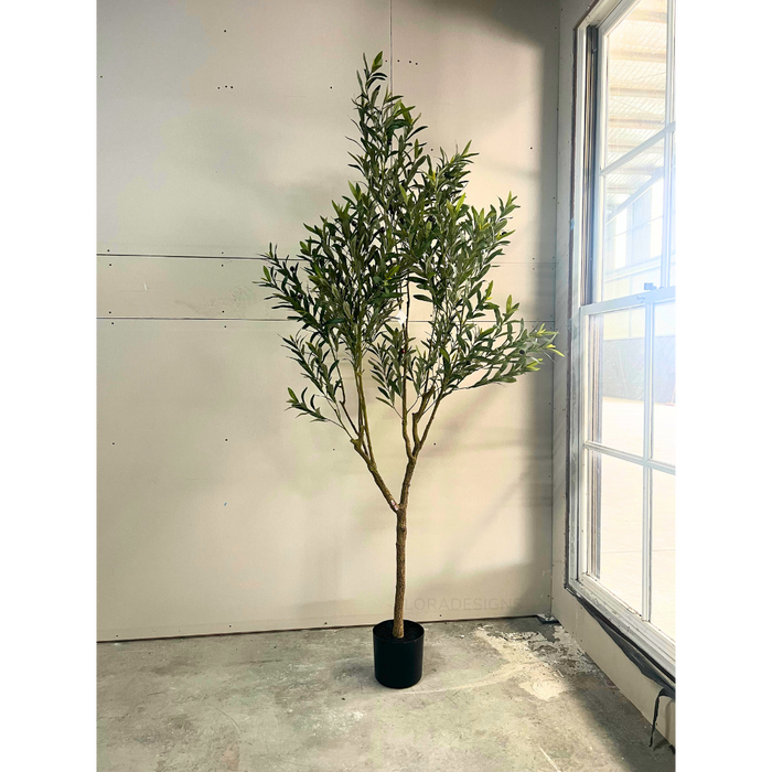 Olive Tree - 213cm