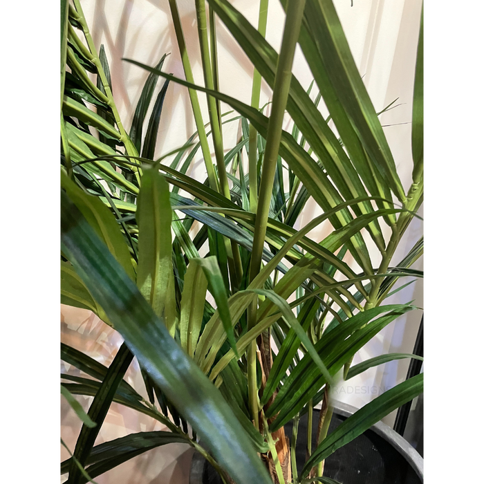 Kentia Palm Tree 250cm