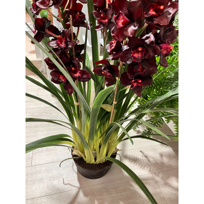 Cymbidium Plant Burgundy in Giant Paper Pot 110cm