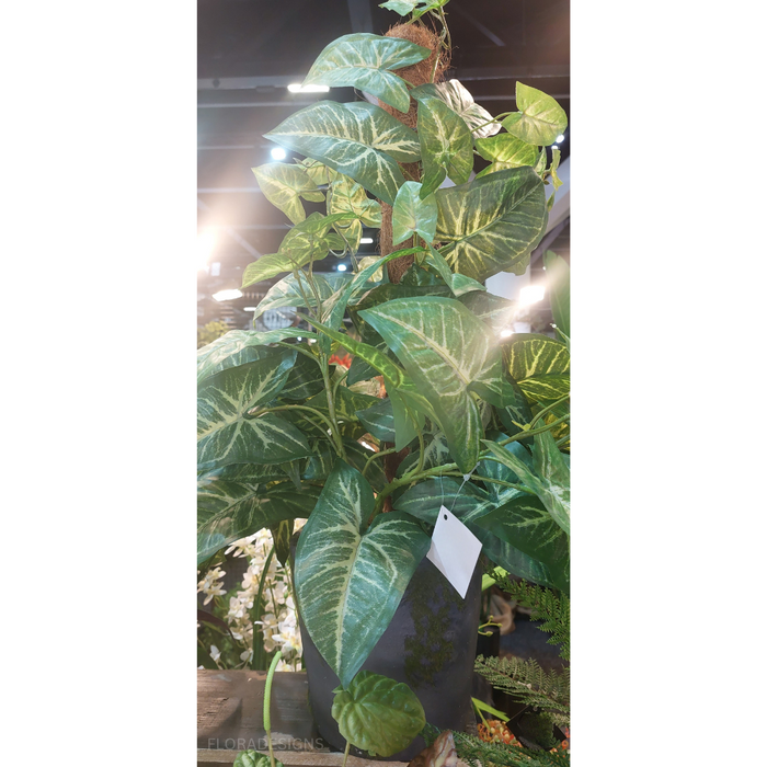 Syngonium Plant on Pole 73cm