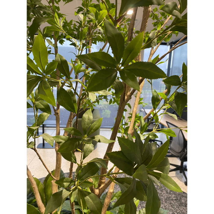 Japanese Andromeda Tree 290cm Green