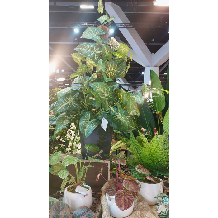Begonia Bush in Pot 20cm Green Set of 4