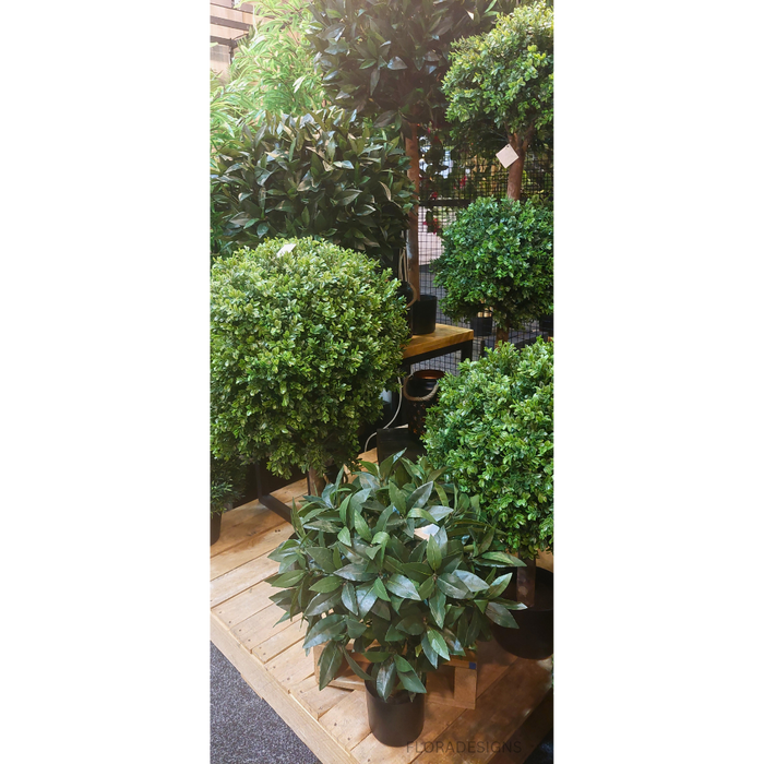 Boxwood Ball In Pot 60cm