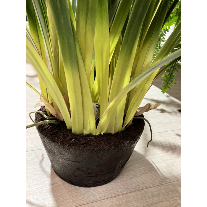 Cymbidium Plant Burgundy in Giant Paper Pot 110cm