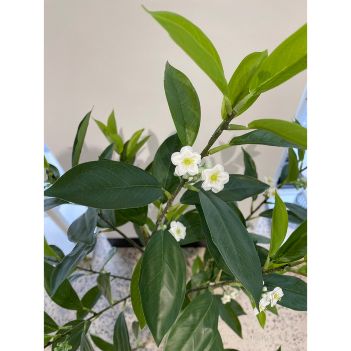 Orange Blossom Tree Green 120cm - Pack of 2- For Clearance