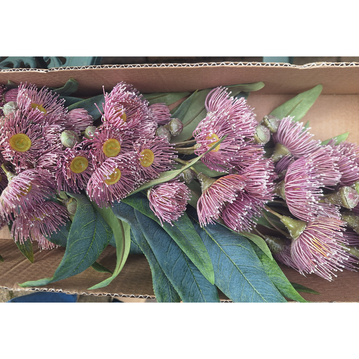 Eucalyptus Flowering Spray Light Pink 76cm - Pack of 12