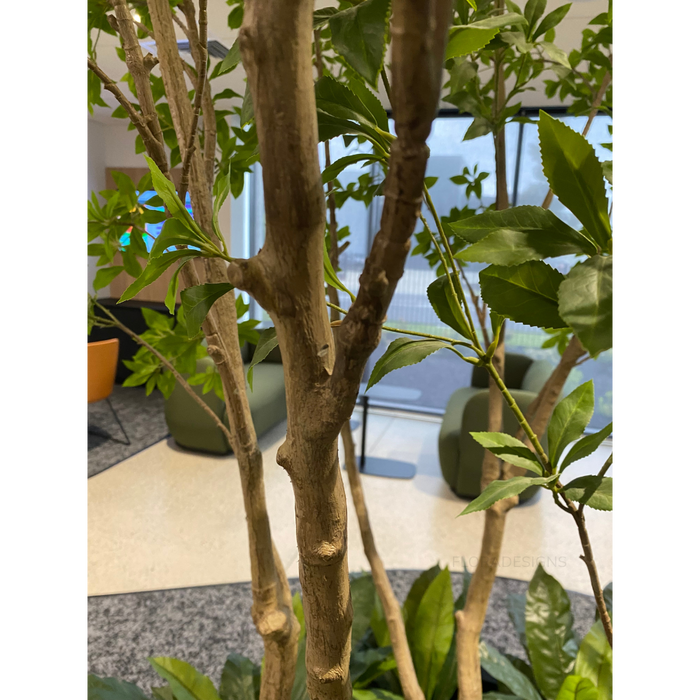 Japanese Andromeda Tree 290cm Green