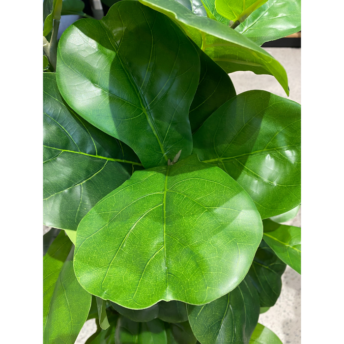 Fiddle Leaf Tree Green 150cm