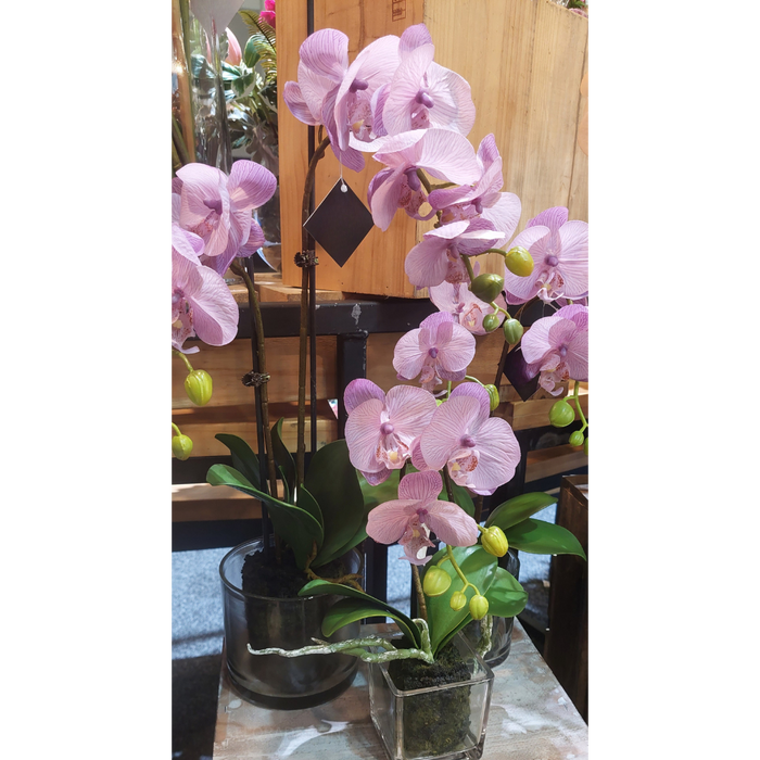 Orchid in Cylinder Glass 45cm Lavender Purple