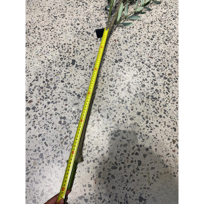 Olive Leaf Branch Green 180cm - Pack of 2