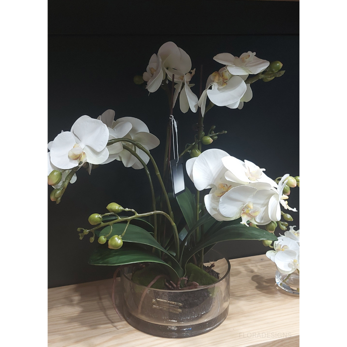 Orchid Phalaenopsis in Bowl - Eggshell - 49cm Set of 2