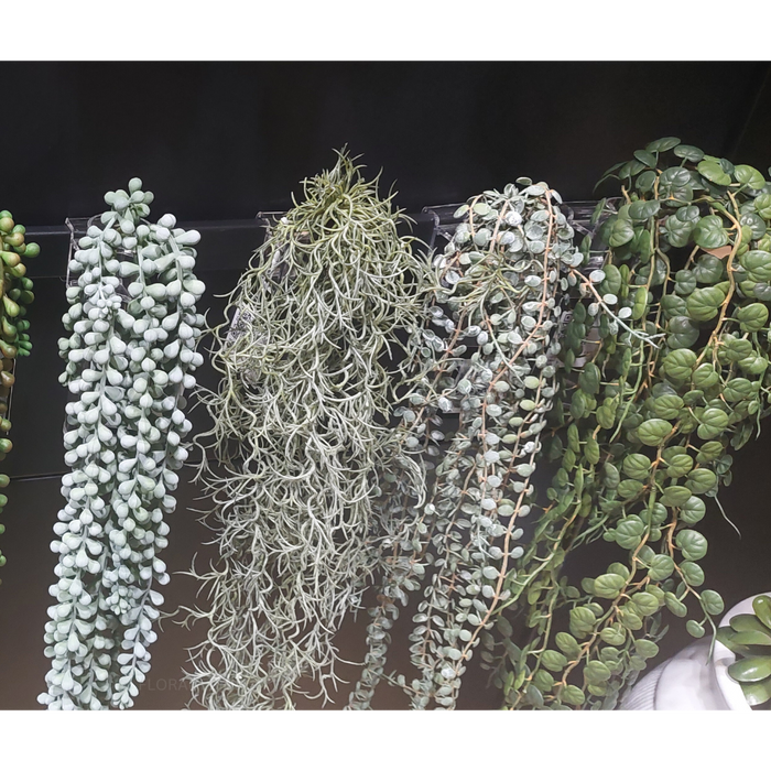 String of Pearls Hanging Bush Grey Green 70cm Pack of 6