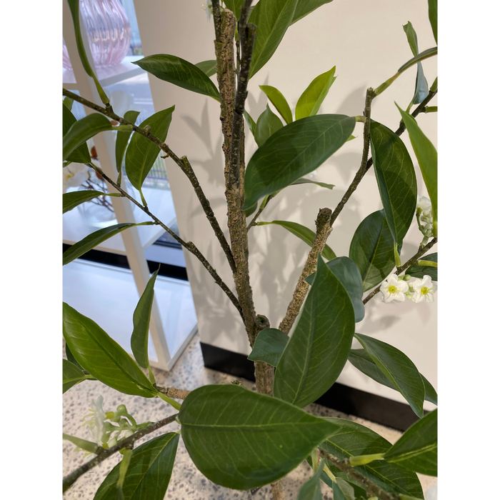 Orange Blossom Tree Green 120cm - Pack of 2- For Clearance