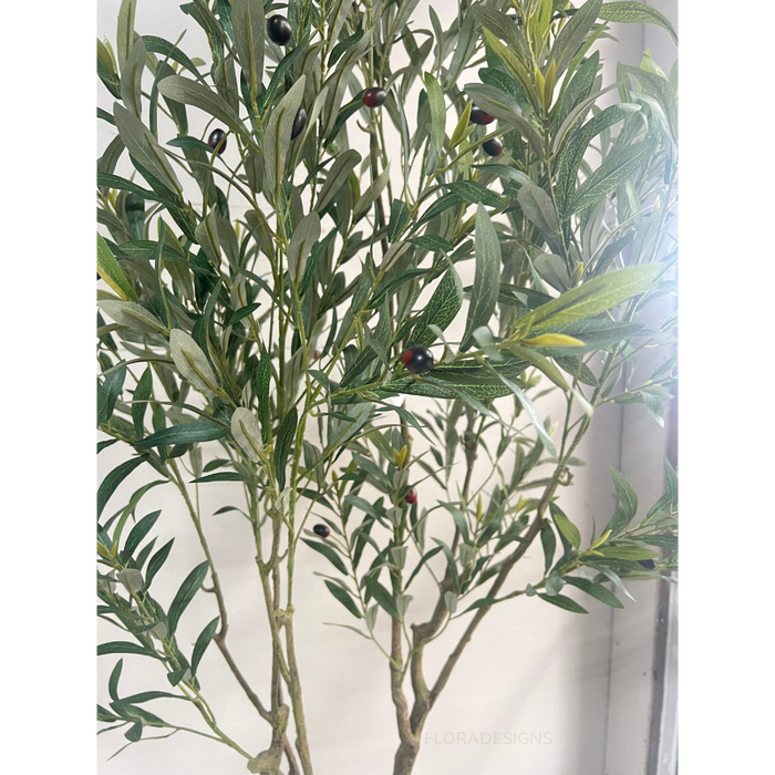 Olive Tree - 213cm