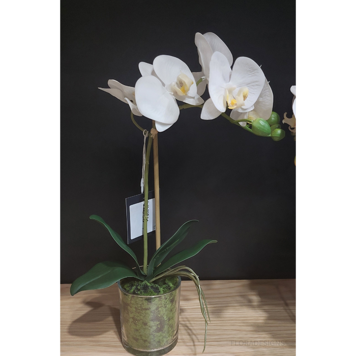 Orchid Phalaenopsis in Vase 35cm Set of 6