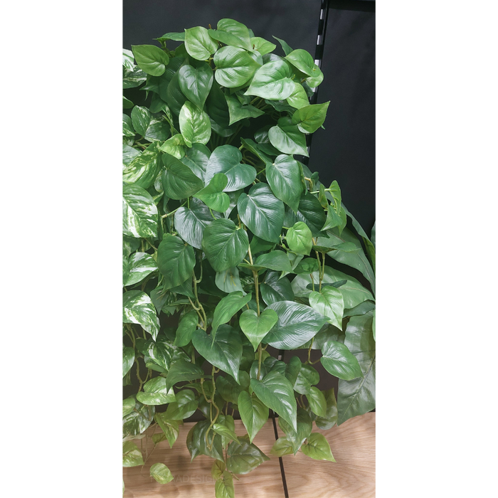 Philodendron Hanging Bush Green 91cm Pack of 4