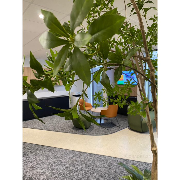 Japanese Andromeda Tree 290cm Green