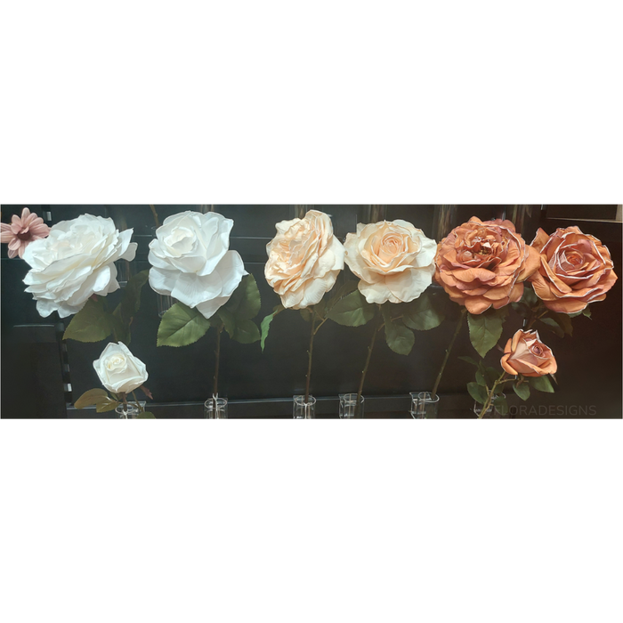 Rose Queen Livia Champagne Cream 65cm Pack of 12