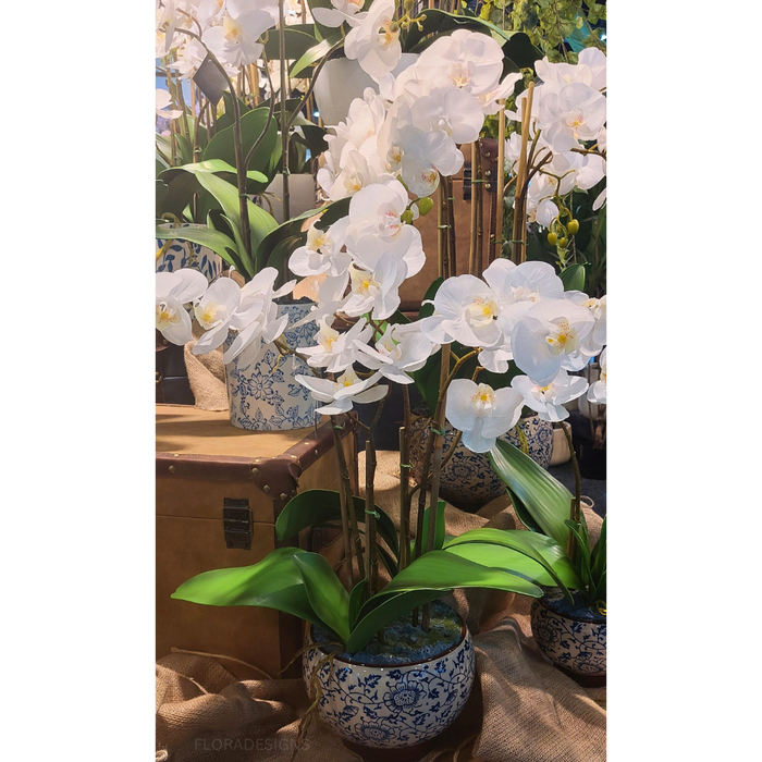Orchid in Hampton Pot - 60cm