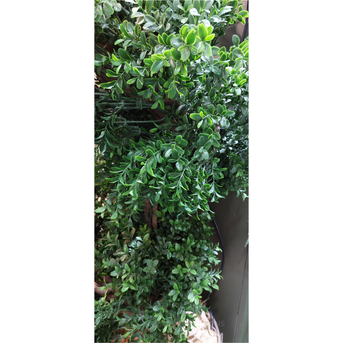 Boxwood Spiral Topiary Tree Budget 140cm