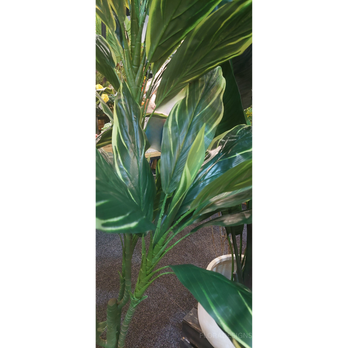 Cordyline Plant 140cm