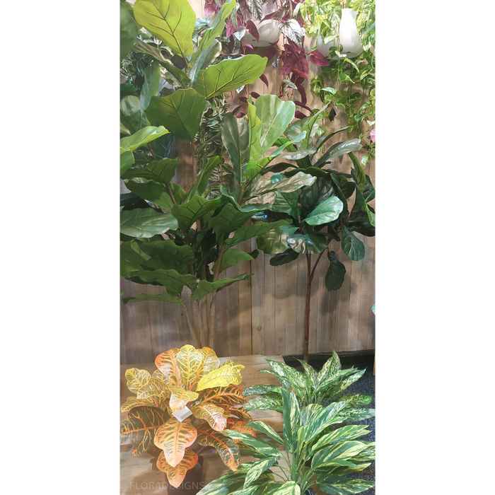 Croton Plant 50cm Set of 2