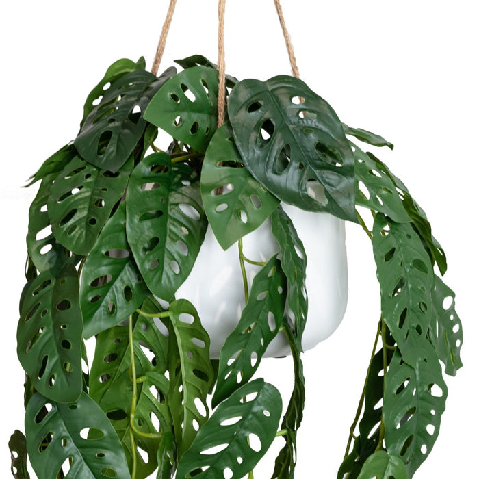 Adanson's Monstera In Hanging Planter 113cm