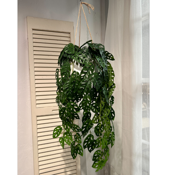 Adanson's Monstera In Hanging Planter 113cm